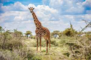 Giraf, giraffe, overzicht, overview, wijdsheid, spacy plains